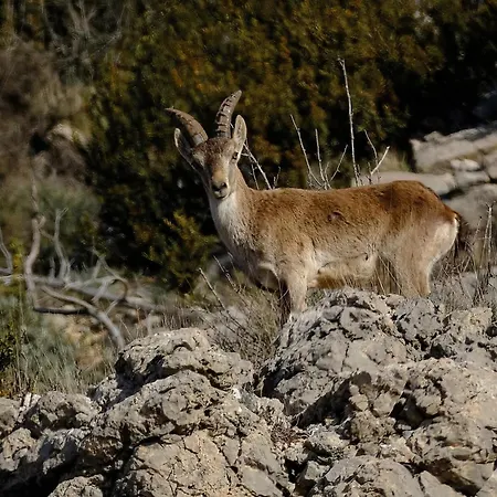 Cosy Vallee D'aspe *