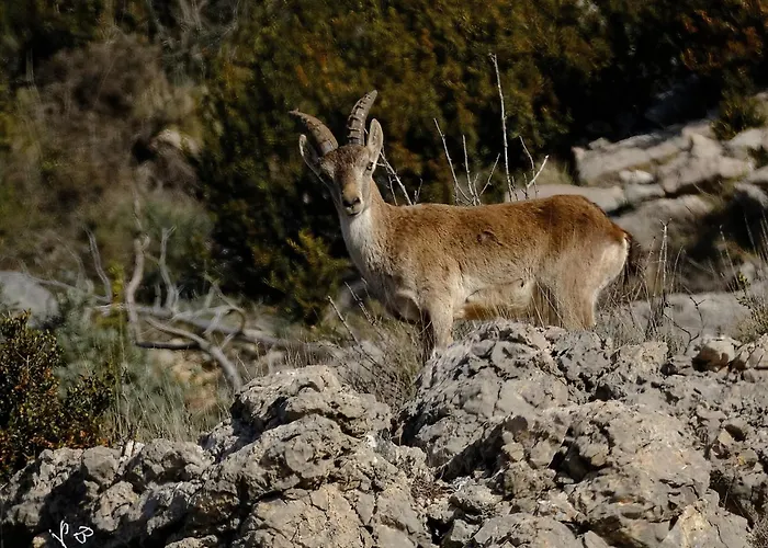 Cosy Vallee D'aspe *